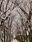 봄날의 즐겨찾기는 꽃의 도시 ‘광양여행’ | 보도자료 | 뉴스/소식 : 감동시대 따뜻한광양 광양시 대표 누리집입니다.