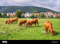 Frei High Resolution Stock Photography and Images - Page 2 - Alamy