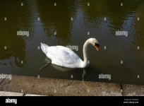 Weißer Schwann auf dem Wasser Stock Photo - Alamy