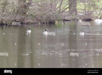 ducks Stock Photo - Alamy