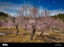 Mandeblute High Resolution Stock Photography and Images - Alamy