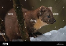 Pine Marten High Resolution Stock Photography and Images - Alamy