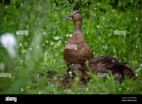 Duck Stock Photo - Alamy