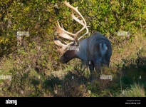 Page 14 - A Ste High Resolution Stock Photography and Images - Alamy