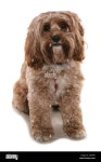 Cockerpoo Uk High Resolution Stock Photography and Images - Alamy
