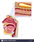 SENSE OF SMELL Stock Photo - Alamy