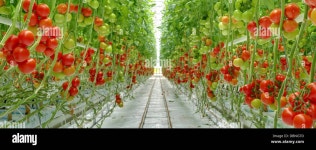 Greenhouse Tomatoes High Resolution Stock Photography and Images - Alamy