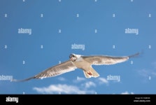 Page 22 - Beat High Resolution Stock Photography and Images - Alamy