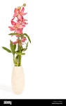 Orchid Cut Out Stock Images & Pictures - Page 2 - Alamy