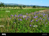 Page 14 - Till High Resolution Stock Photography and Images - Alamy