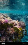 Coral reef, Niue Island, Niue Stock Photo - Alamy