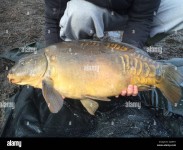 33lb carp Stock Photo - Alamy