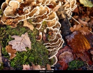 Conks hi-res stock photography and images - Page 6 - Alamy