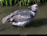 Screamers hi-res stock photography and images - Page 4 - Alamy
