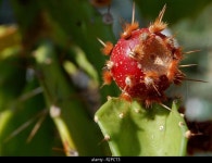 Aufspieayen hi-res stock photography and images - Alamy