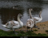 Grey white birds hi-res stock photography and images - Alamy
