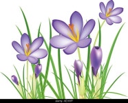 Crocus Stock Vector Images - Alamy