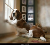 Ham1371 hi-res stock photography and images - Alamy