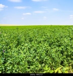 Burclover hi-res stock photography and images - Page 2 - Alamy