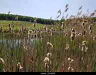 Rohrkolben hi-res stock photography and images - Page 3 - Alamy