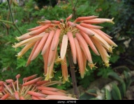 Aloe distans hi-res stock photography and images - Alamy