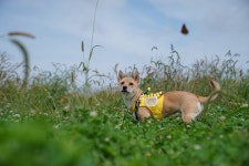 해피빈 제주도 유기견을 돕는 특별한 프로젝트