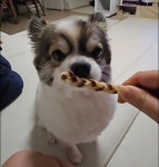 해피빈 맛있개 건강하개! 반려동물 수제간식 세트