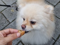 해피빈 맛있개 건강하개! 반려동물 수제간식 세트