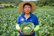 해피빈 땅끝 해남 유기농 명인이 키운 양배추즙