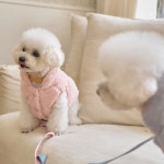 킨더 펫 플리스- KIDIKIDI