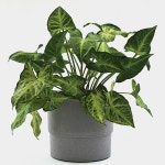 빛으로 여는 세상 우리집 작은 정원 만들기