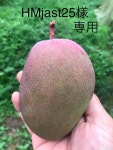 定番送料無料 青マンゴー 15キロ‼️ MQXGw-m62768504939 2022定番