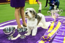 Dog named Buddy Holly is first of its breed to win Westminster show By Reuters