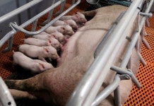 Analysis-Chinas big pig breeders dig in as losses and debts mount By Reuters
