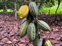 London Robusta Coffee Futures News - Investing.com
