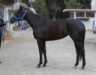 유버레벤 최근사진 - 우마무스메 마이너 갤러리