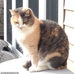 Mother buries her dead cat only to discover her cat was fine and shed buried a rabbit | Daily Mail Online Mother buries cat only... 