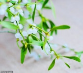 Mistletoe produces a gluey thread that can seal wounds for DAYS | Daily Mail Online Mistletoe produces a gluey thread that... 