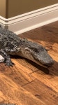 Louisiana Couple recalls moment they came face to face with a 5ft alligator at their bedroom | Daily Mail Online Couple came face... 