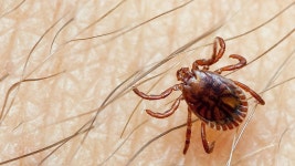 Killer eye-bleeding virus is found in FRANCE for first time amid fears tick-borne disease will soon make Britain home | Daily... 