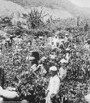 How the British Empire shaped the nations favourite drink: From Victorian high society, to drug trafficking and war with China... 