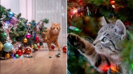 needles can puncture your pets stomach if swallowed | Daily Mail Online Your Christmas tree could be LETHAL for your cat, vets warn