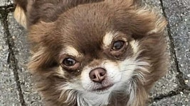 Horrifying moment a pet Chihuahua named Fluffy is snatched from her owners front garden by mystery woman | Daily Mail Online... 