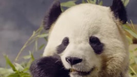 Jill Biden squeezes out final first lady perk with private tour of National Zoos adorable new pandas from China | Daily Mail... 
