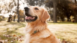 From woof to words: Scientists plan to use AI to translate animal noises into human language | Daily Mail Online Scientists plan... 