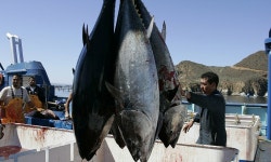 Radioactive bluefin tuna is found off the California coast after Fukushima | Daily Mail Online Revealed: Radioactive tuna from... 