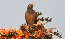 Chinese myna bird placed under house arrest for shouting f*** you at visitors to zoo | Daily Mail Online Not a pretty polly... 