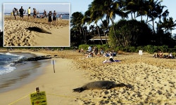 Poipu Beach, Kauai: Tourists are asked to keep their distance from endangered seal as it snoozes on the sand | Daily Mail Online... 