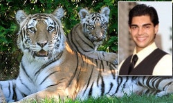 Mother of Bronx Zoo tiger victim who climbed into the cats den to be at one with it before getting mauled credits the animal... 