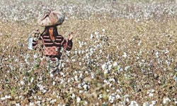 25pc drop in targeted cotton production - Newspaper - DAWN.COM 25pc drop in targeted cotton production